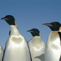 penguin